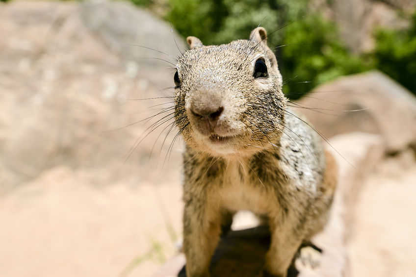 temecula-ground-squirrel-control