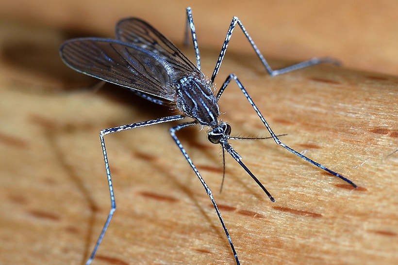 Mosquito hawks clearance