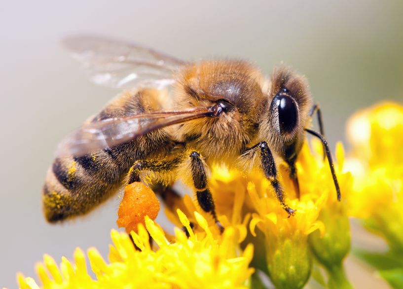 beneficial insects temecula pest control