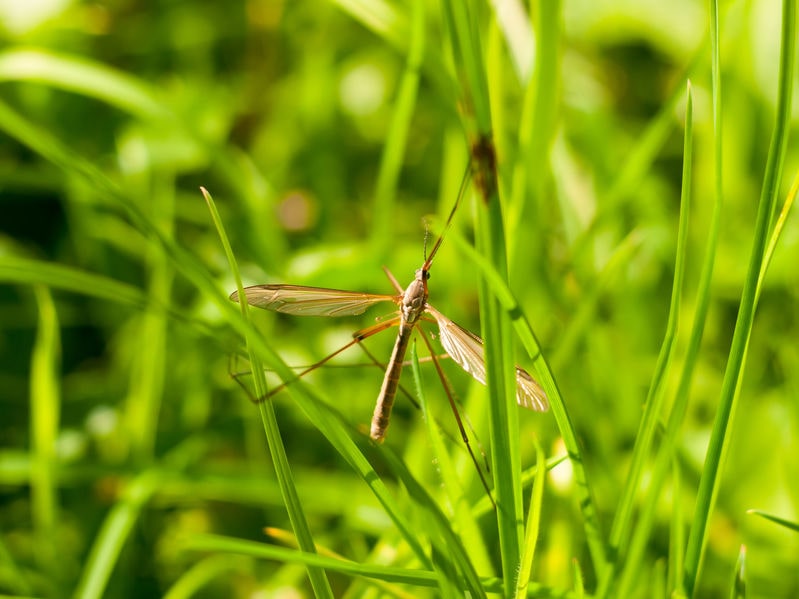 mosquito hawks crane flies temecula