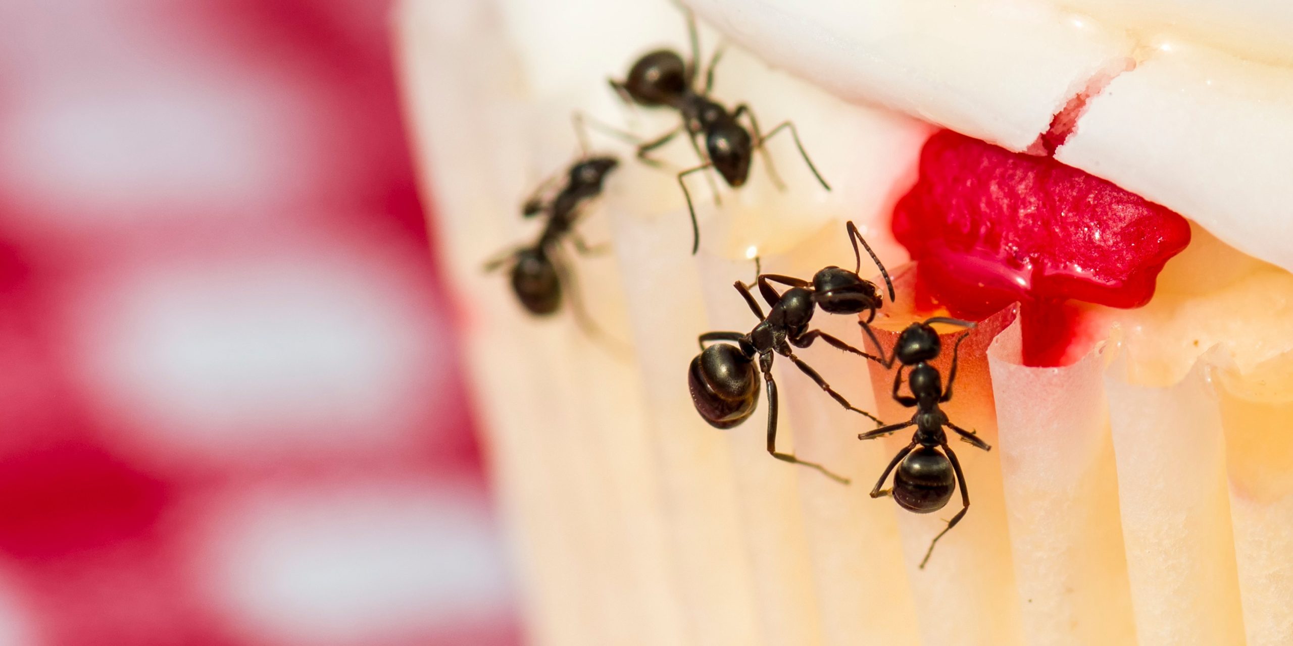 How to Keep Ants Out of My Home This Summer Knockout Pest Control