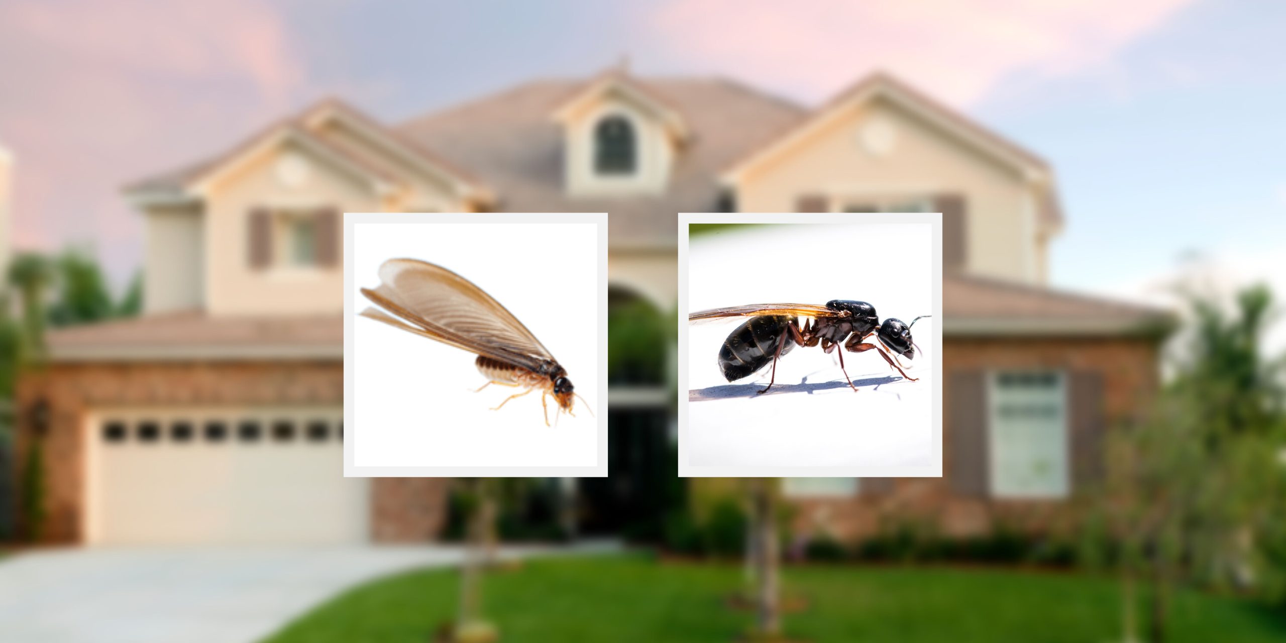 Flying Ants or Termites? How to Spot the Difference Knockout Pest