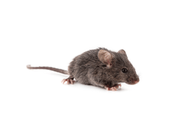 KPC_ContentThumb-Mice