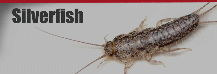 Silverfish Control Services by Knockout Pest Control & Termite