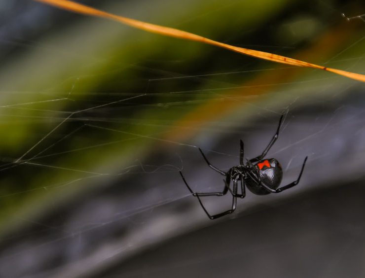 black windows pest control temecula fallbrook