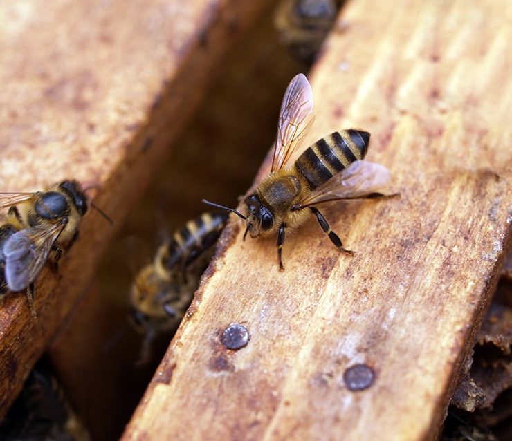 bee removal temecula