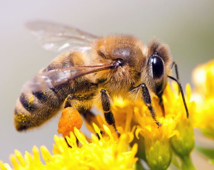 beneficial insects temecula pest control