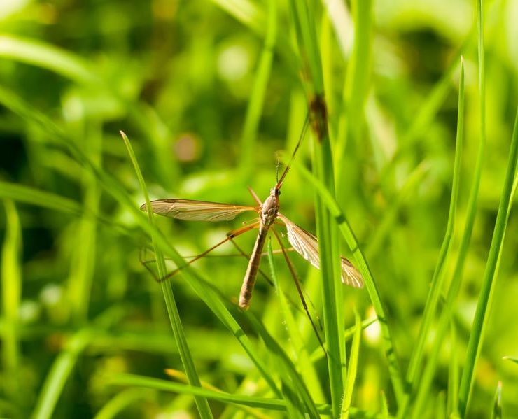 mosquito hawks crane flies temecula