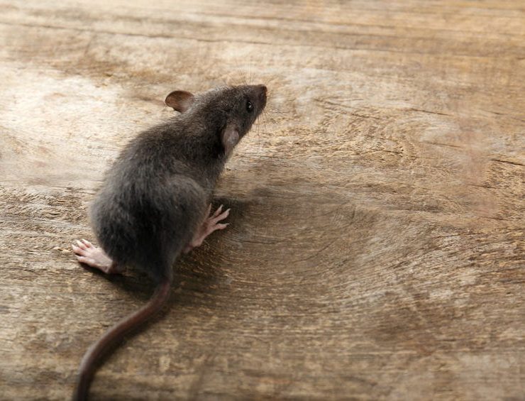 vista pest control rodent control