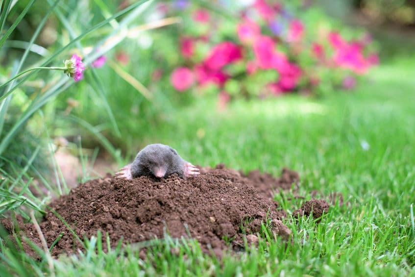 Pest Control for Moles in Temecula