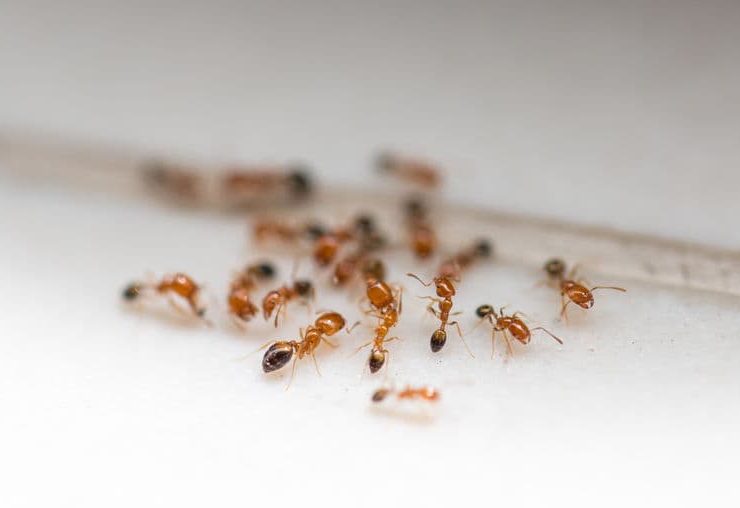 ant control temecula summer