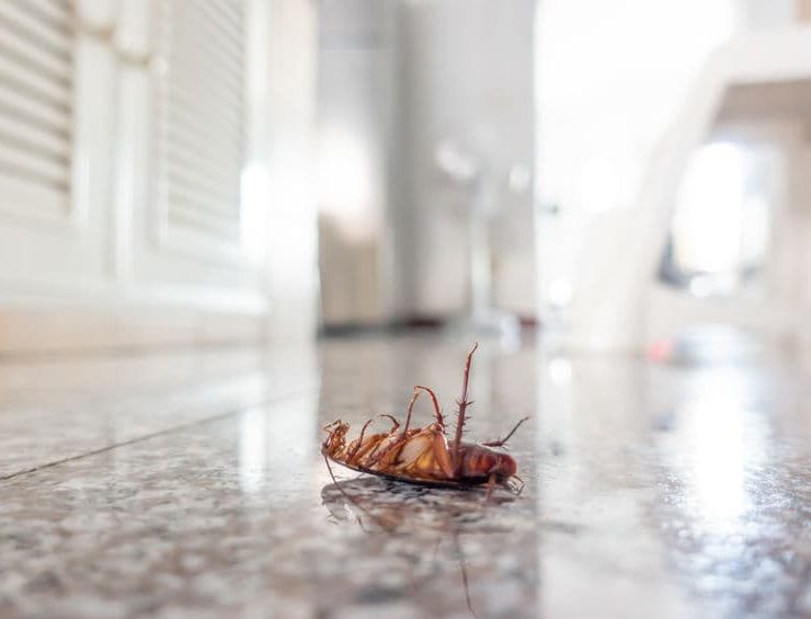 pest control plans temecula murrieta